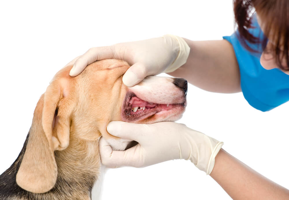 wat zijn de voordelen van dierenarts handschoenen