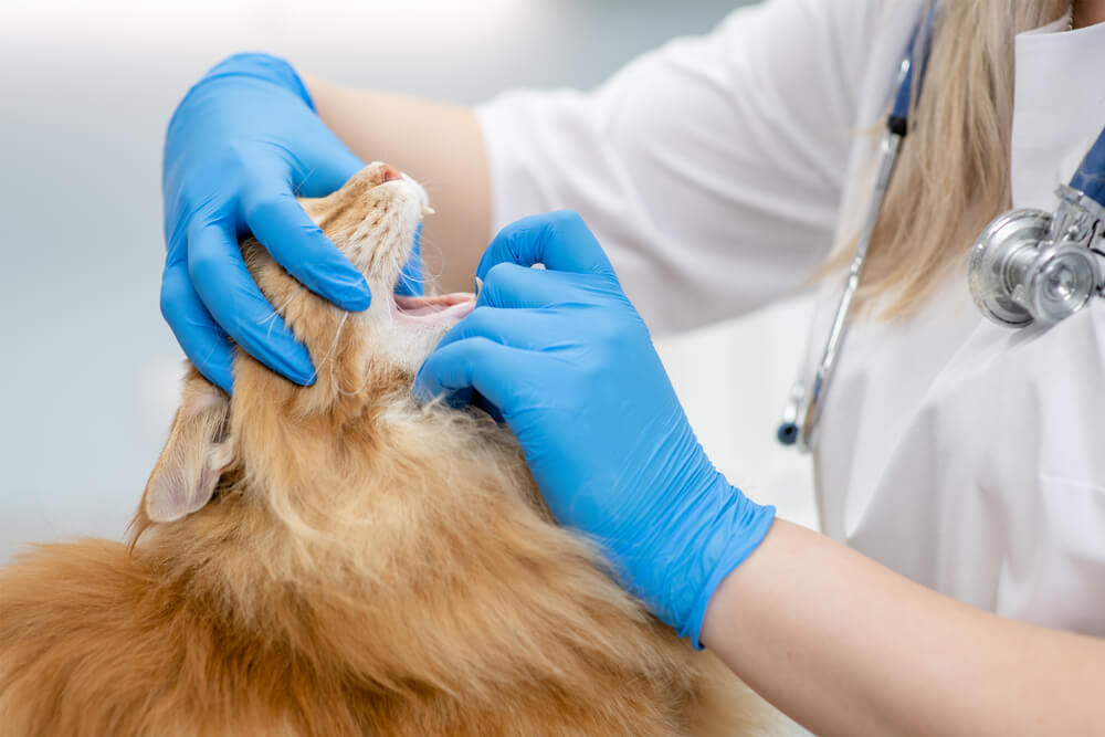 welke soorten dierenarts handschoenen zijn er