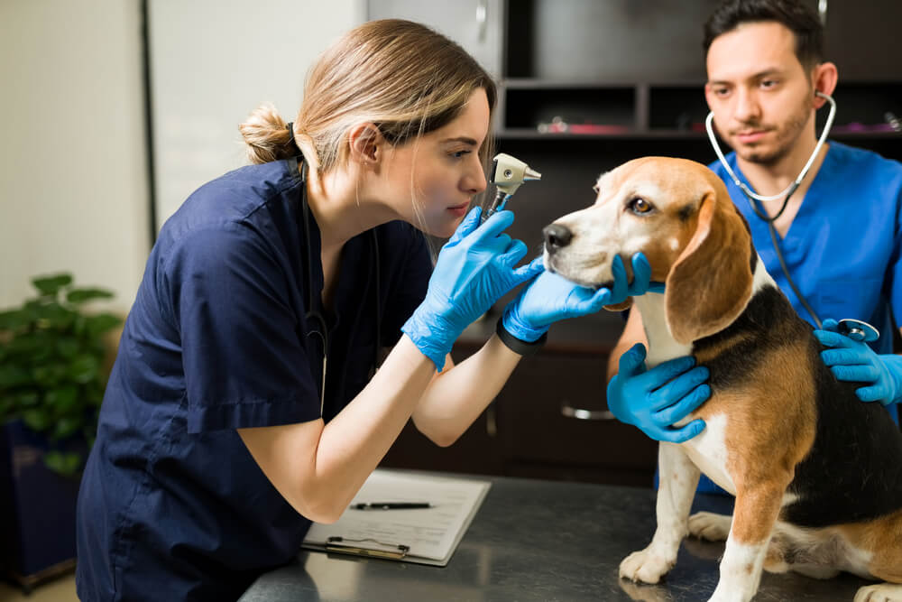 zijn dierenarts handschoenen geschikt voor landurig gebruik
