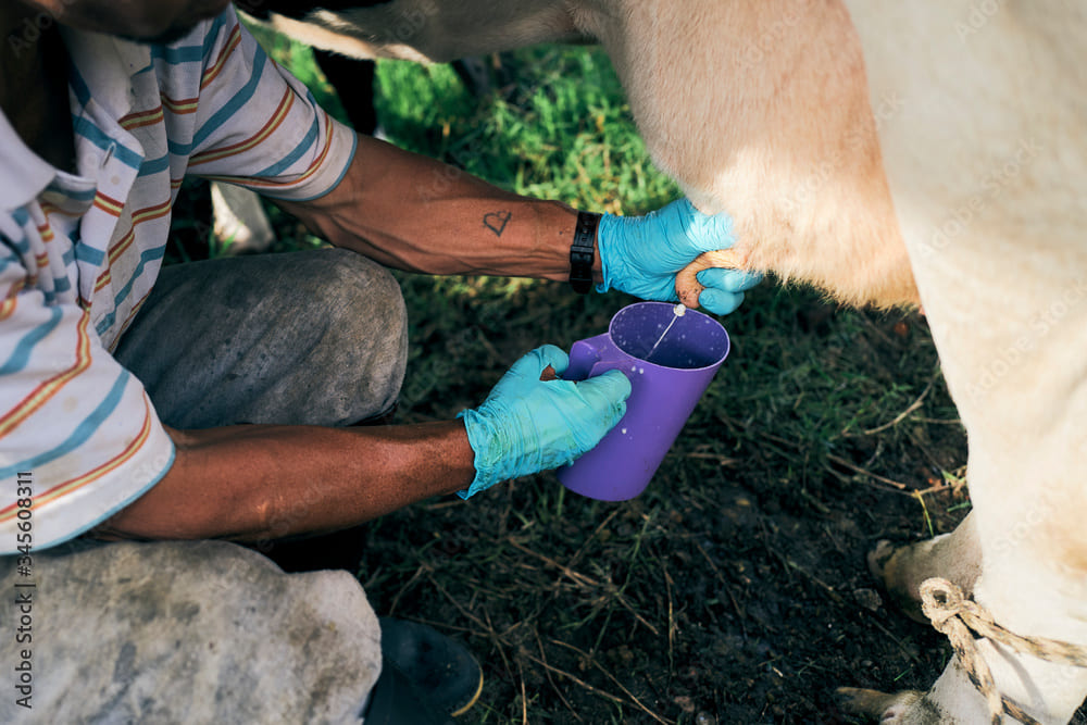 waarvoor worden melkershandschoenen gebruikt