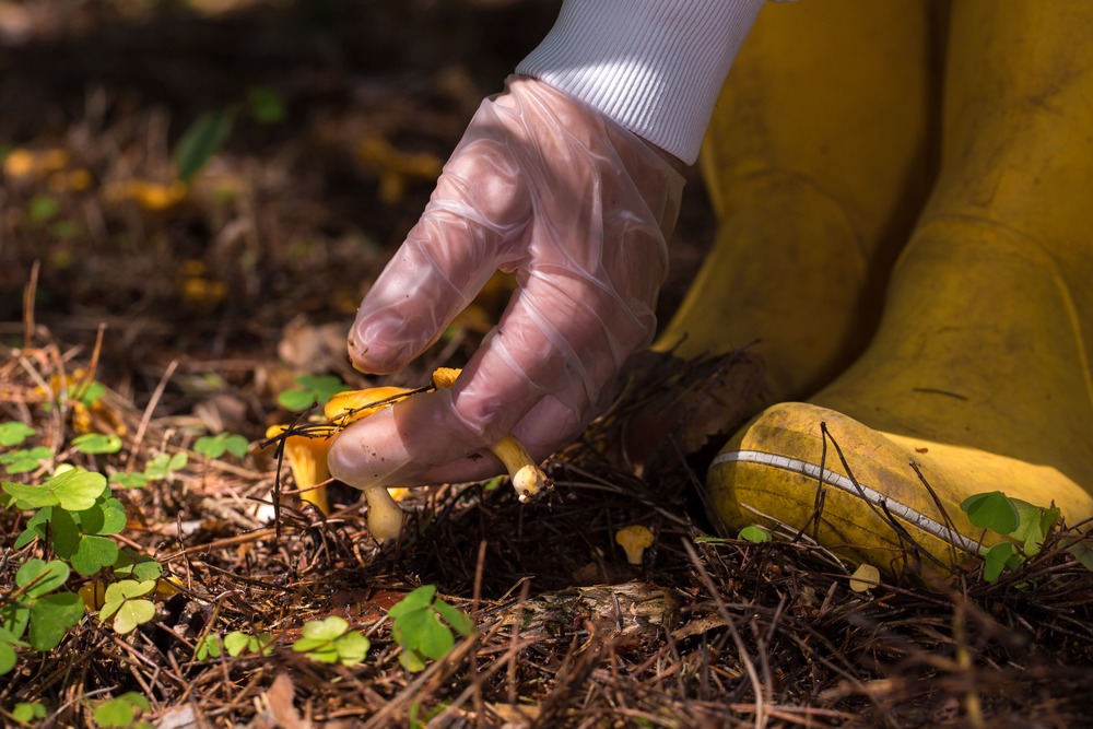 wanneer niet steriele handschoenen